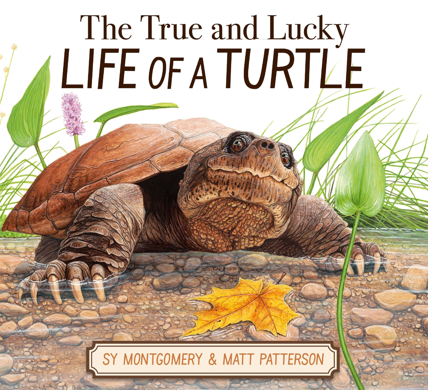 The True And Lucky Life Of A Turtle
