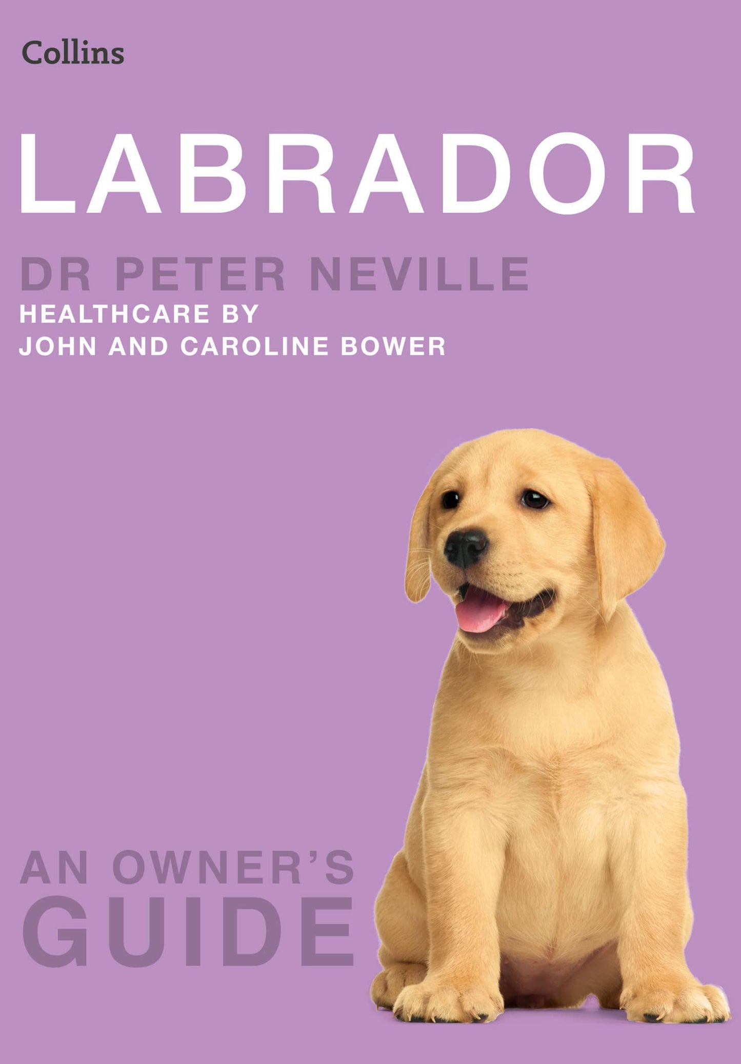 Labrador Pb