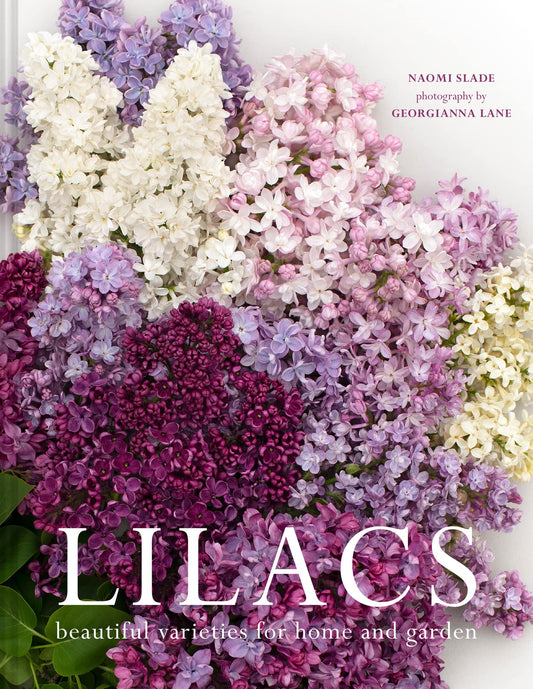 Lilacs: Beautiful Varieties For Home And Garden