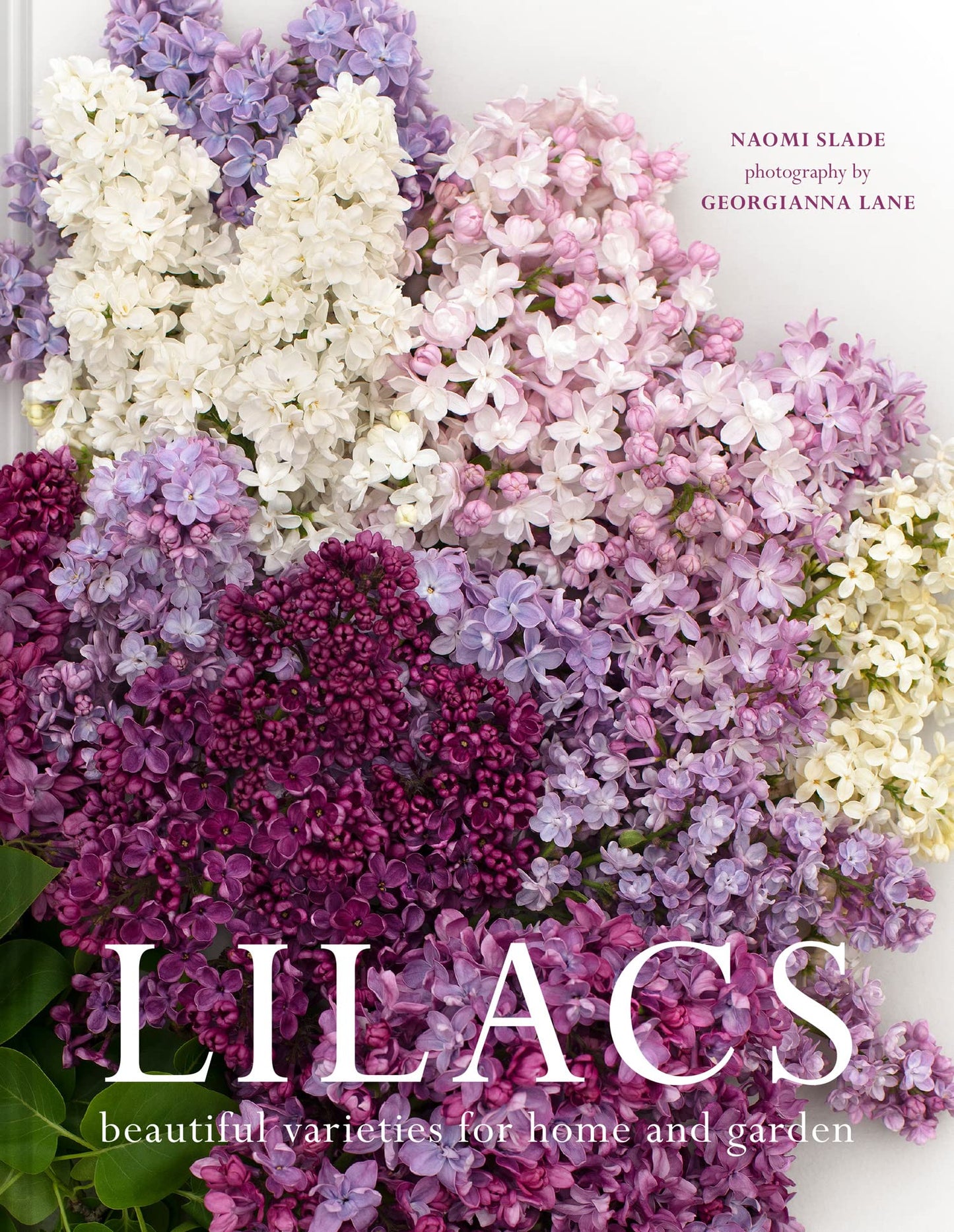 Lilacs: Beautiful Varieties For Home And Garden