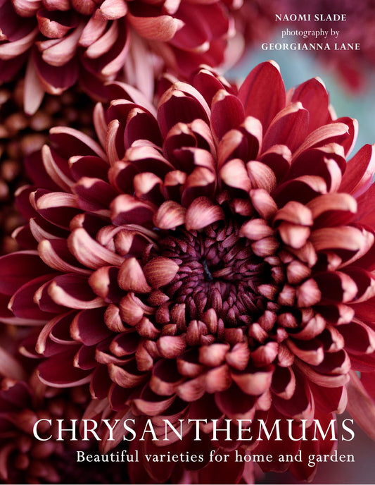 Chrysanthemums: Beautiful Varieties For Home And Garden Ânot