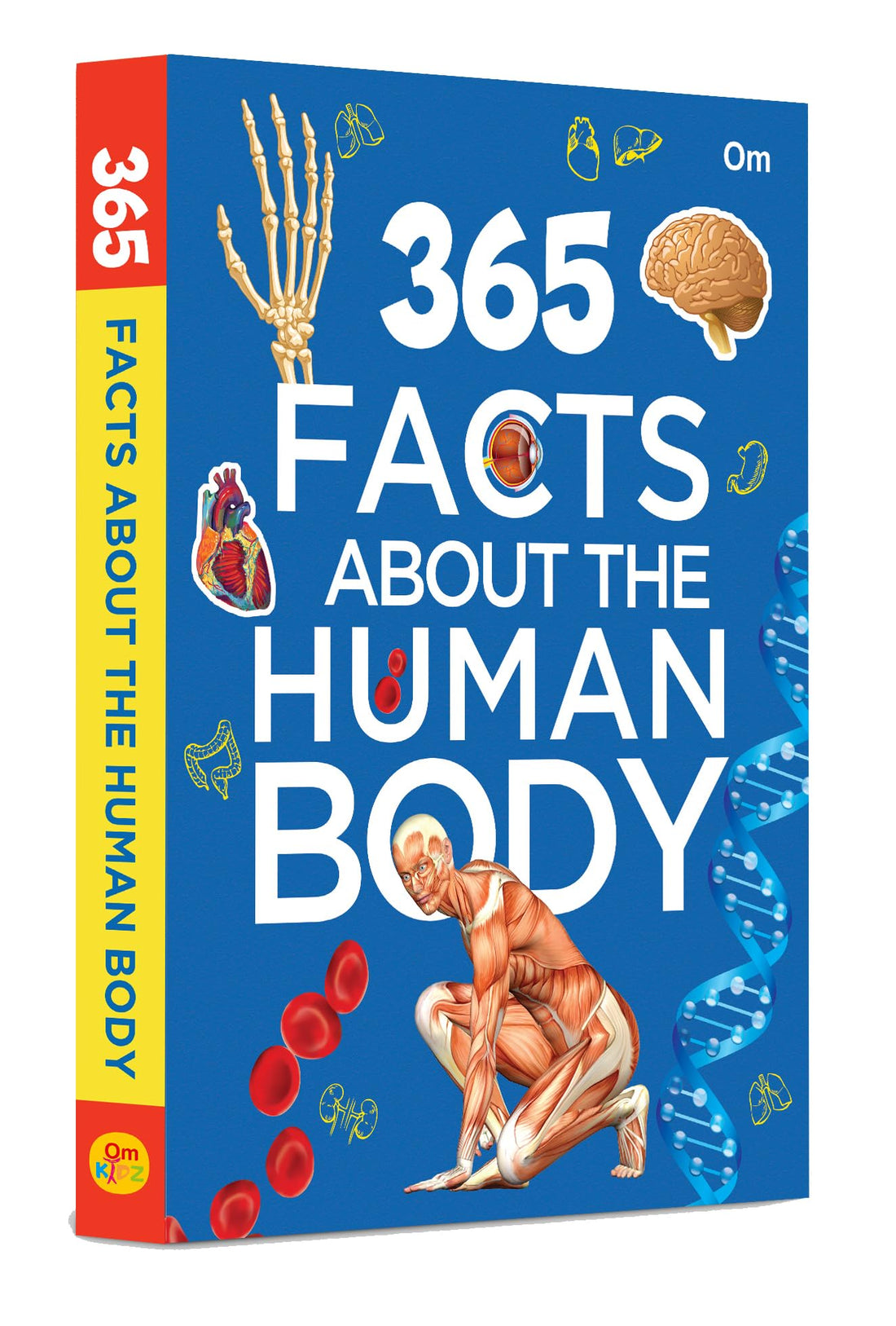 365 Facts About the Human Body: Anatomy & Biology Facts for Kids | Dai