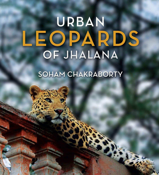 Urban Leopards Of Jhalana
