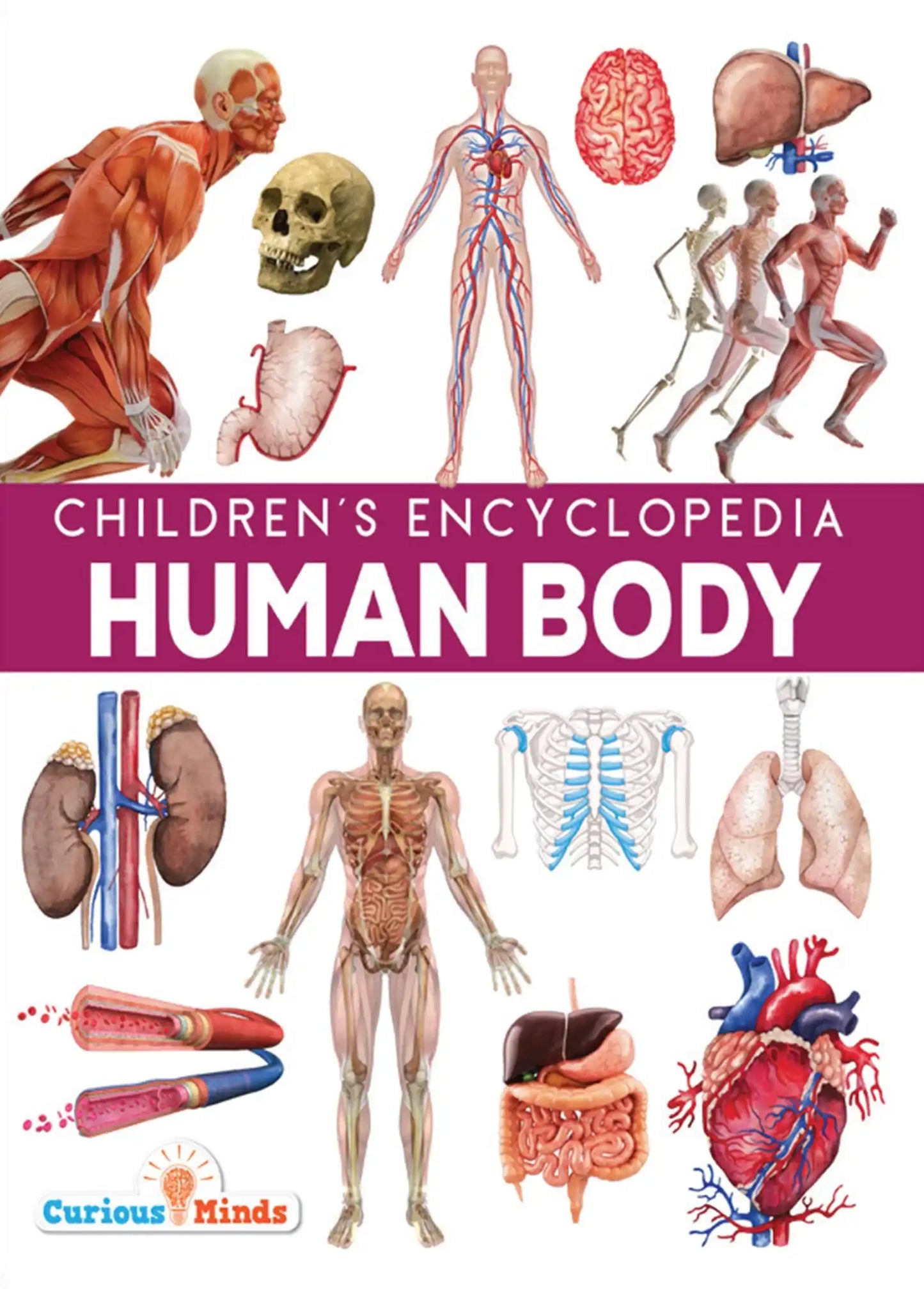 Human Body- Childrens Encyclopedia