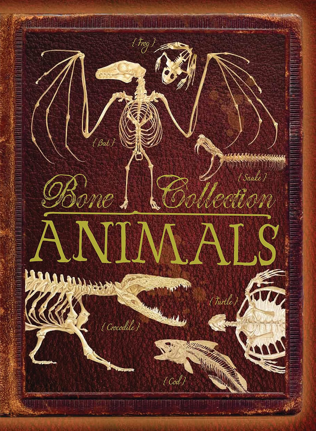 Bone Collection: Animals
