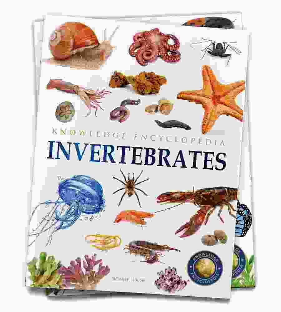 Animals - Invertebrates : Knowledge Encyclopedia For Children