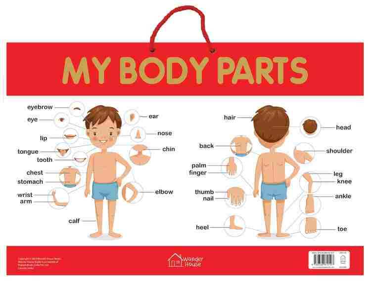 My Body Parts - Early Learning Educational Posters For Children: Perfect For Kindergarten, Nursery A