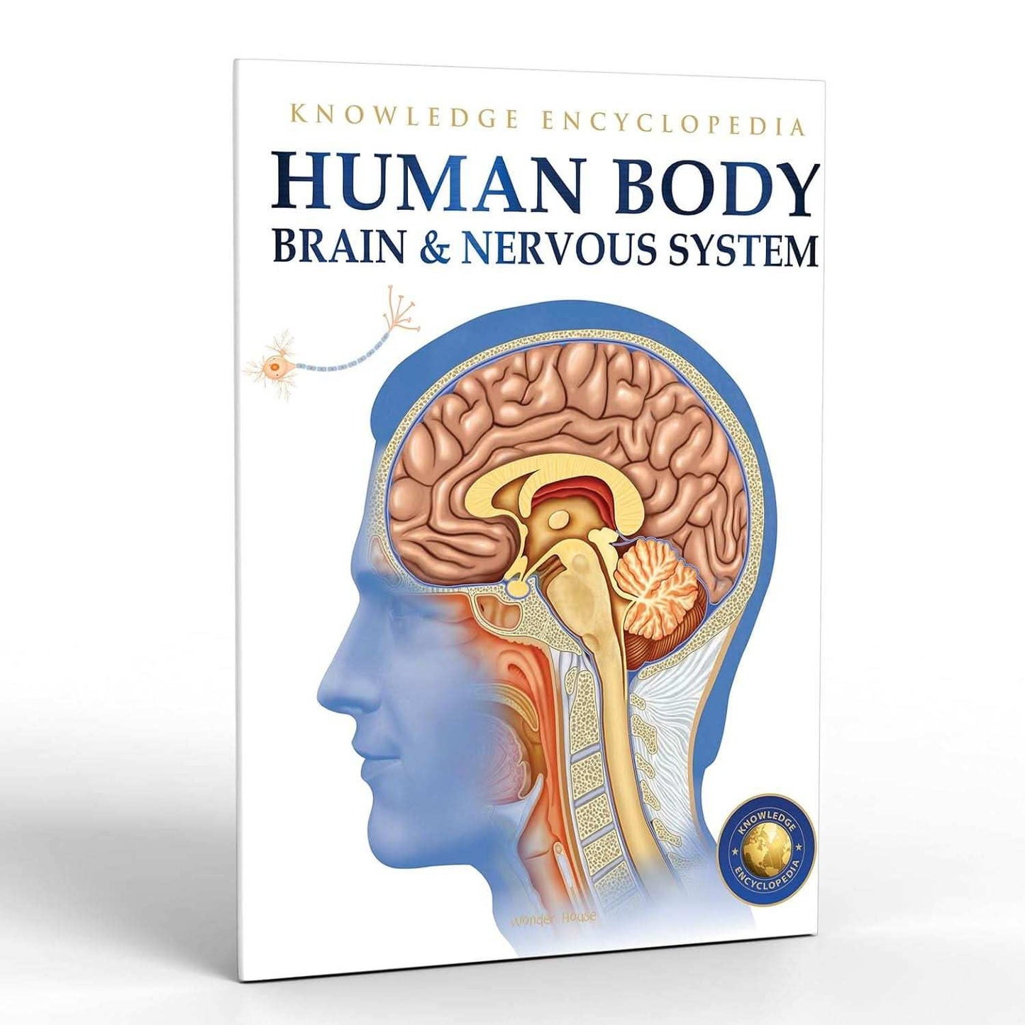 Human Body - Brain And Nervous System - Knowledge Encyclopedia For Children