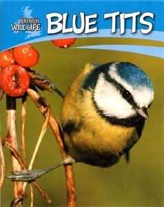 Blue Tits