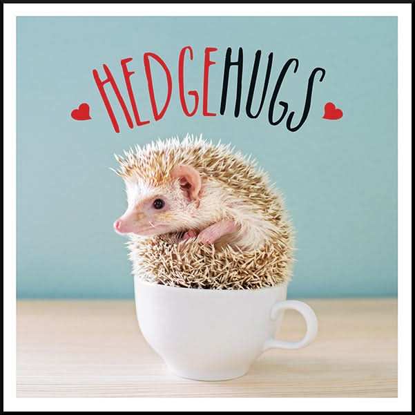 Hedgehugs